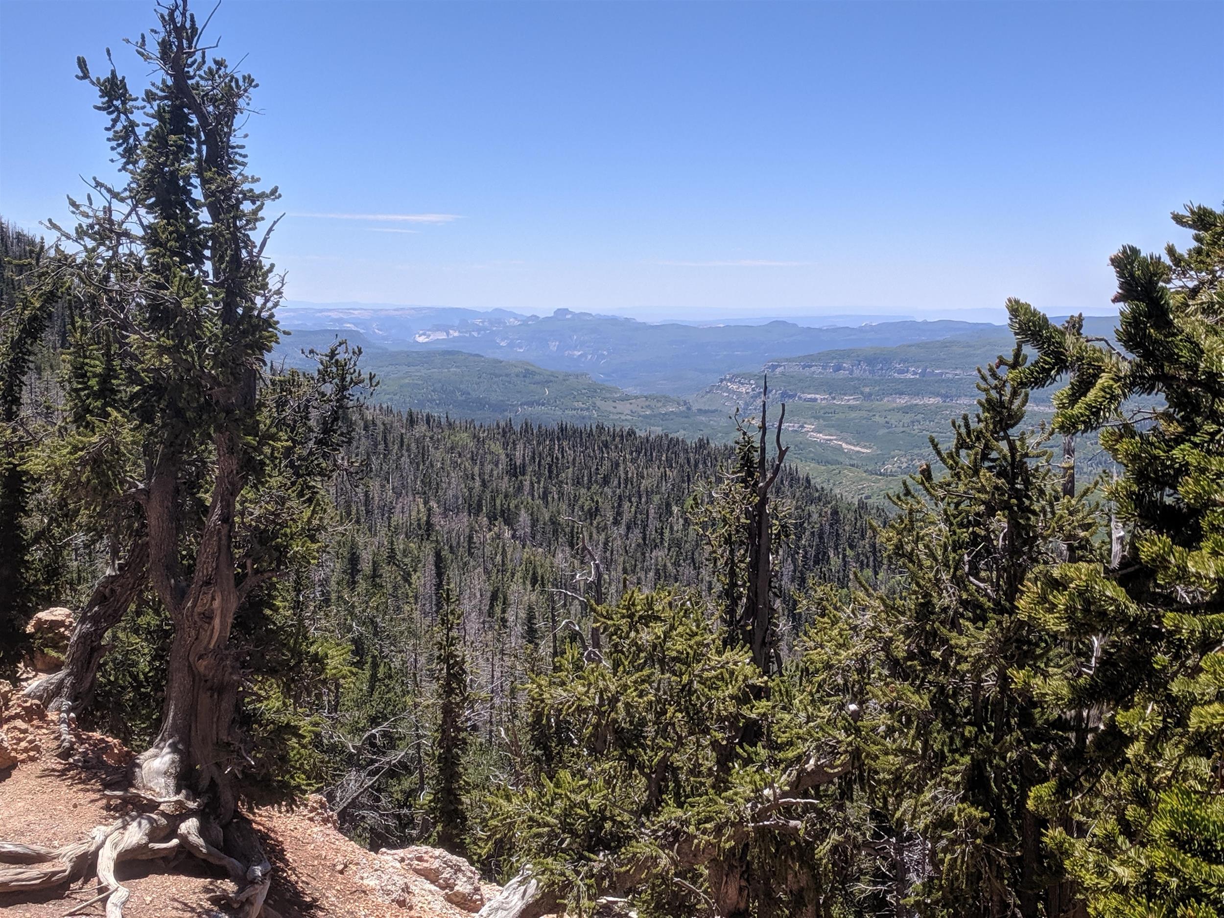 Zion NP from Bristlecone Trail