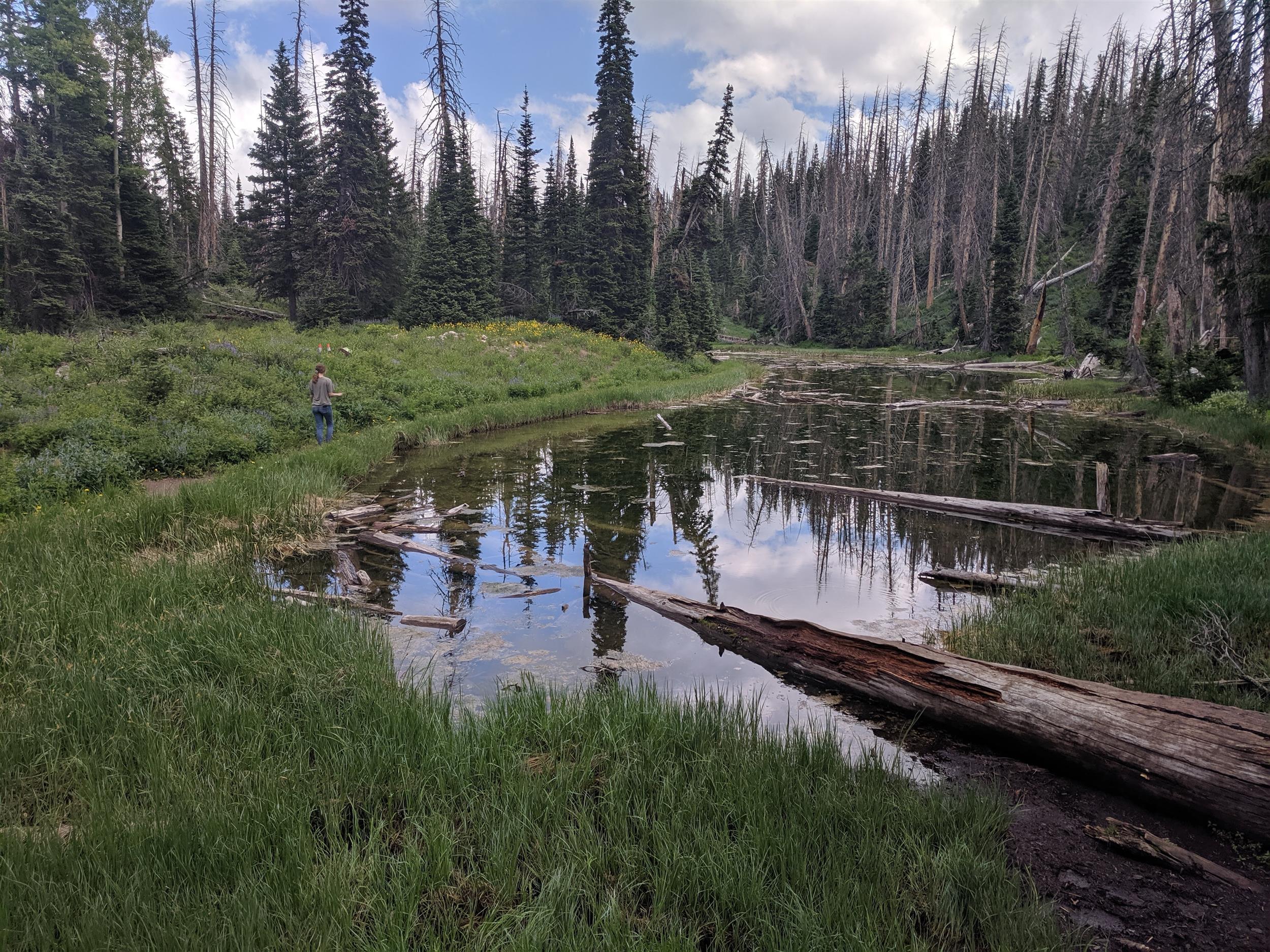 Alpind Pond, Cedar Breaks NM